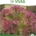 Sementes Biológicas de Alface Frisada- Lollo Rossa - Lechuga Rizada