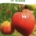Sementes Biológicas de Tomate - Coração de Boi - Corazón de Buey