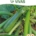 Sementes Biológicas de Curgete - Zuboda - Squash